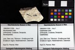 Foto (Objket + Etiketten) von Mundopsidae indet. 